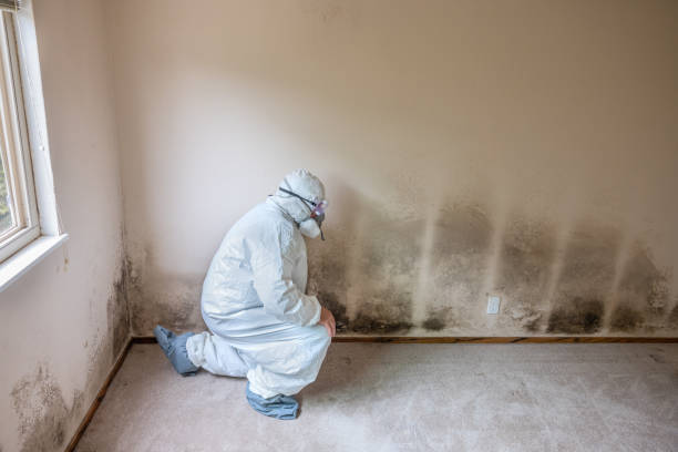 Best Basement Mold Removal  in Kalida, OH