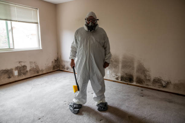 Best Water Damage & Mold Remediation  in Kalida, OH